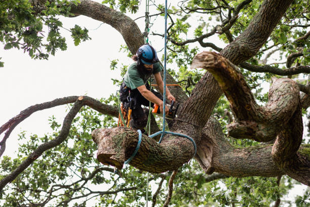 How Our Tree Care Process Works  in  Brigantine, NJ