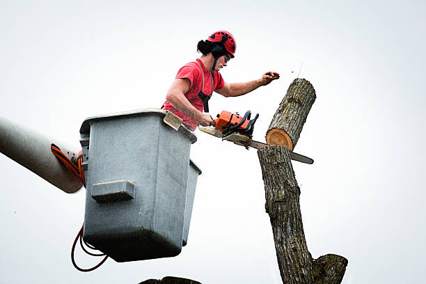 Mulching Services in Brigantine, NJ